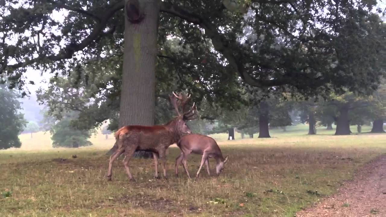 Red Deer Stag at Visitor Centre, Woburn Deer Park, Bedfords YouTube