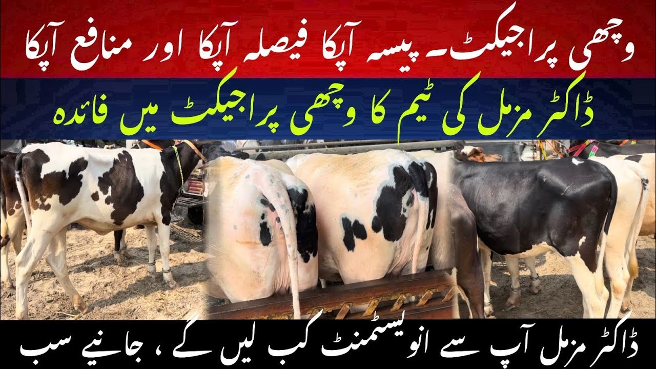 Dr. MUZZAMMIL PROFIT IN WACHI / HEIFER PROJECT 2025 II DR. MUZZAMMIL HASSAN