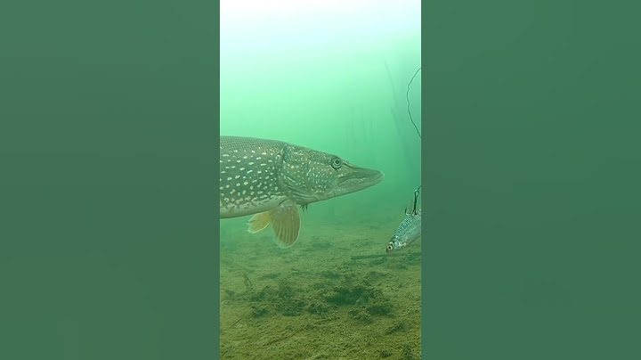 Щука интересуется живцом! Первый лёд 2022-2023! Подводная съёмка! #fishing#рыбалка#зимняяловлярыбы