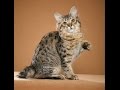 American bobtail shorthair cat の動画、YouTube動画。