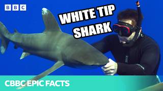 Full What happens when you swim with DEADLY SHARKS 🦈 | Deadly 60 | CBBC Epic Facts Update