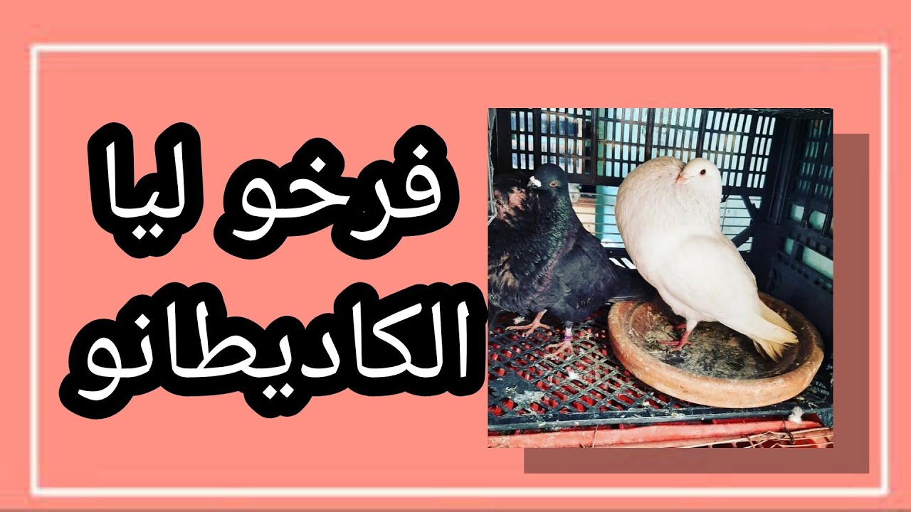 وأخيرا فرخ ليا كاديطانو 2 زغاليل + تبادل البيض مع أنثى قرطاسية مكتبيضش + توليعة