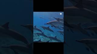 সমুদ্রের বুদ্ধিমান প্রাণী । ডলফিন । #dolphin #unknownfacts #documentary