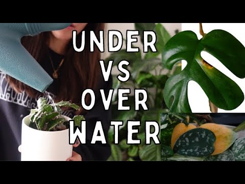 Over Watering & Under Watering Houseplants! | Plant Watering