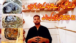 Java finch Breeding progress at Lala aviary shed and Java sparrow Breeding tips|5-11-21| Wealth