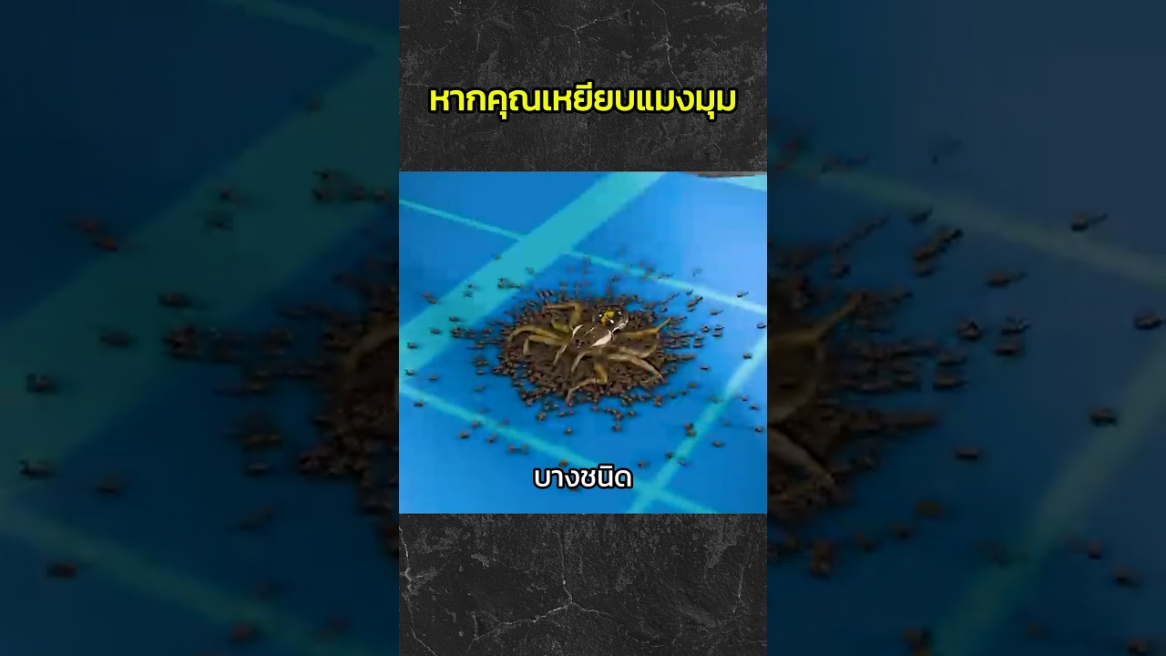 หากคุณเหยียบแมงมุม #สารคดี #สาระ