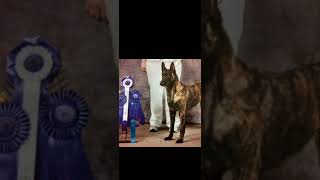 The history of Dutch shepherd and American pitbull terriers #dutchshepherd #americanpitbullterriers
