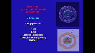 13:50 Аэробное окисление глюкозы ЦТК