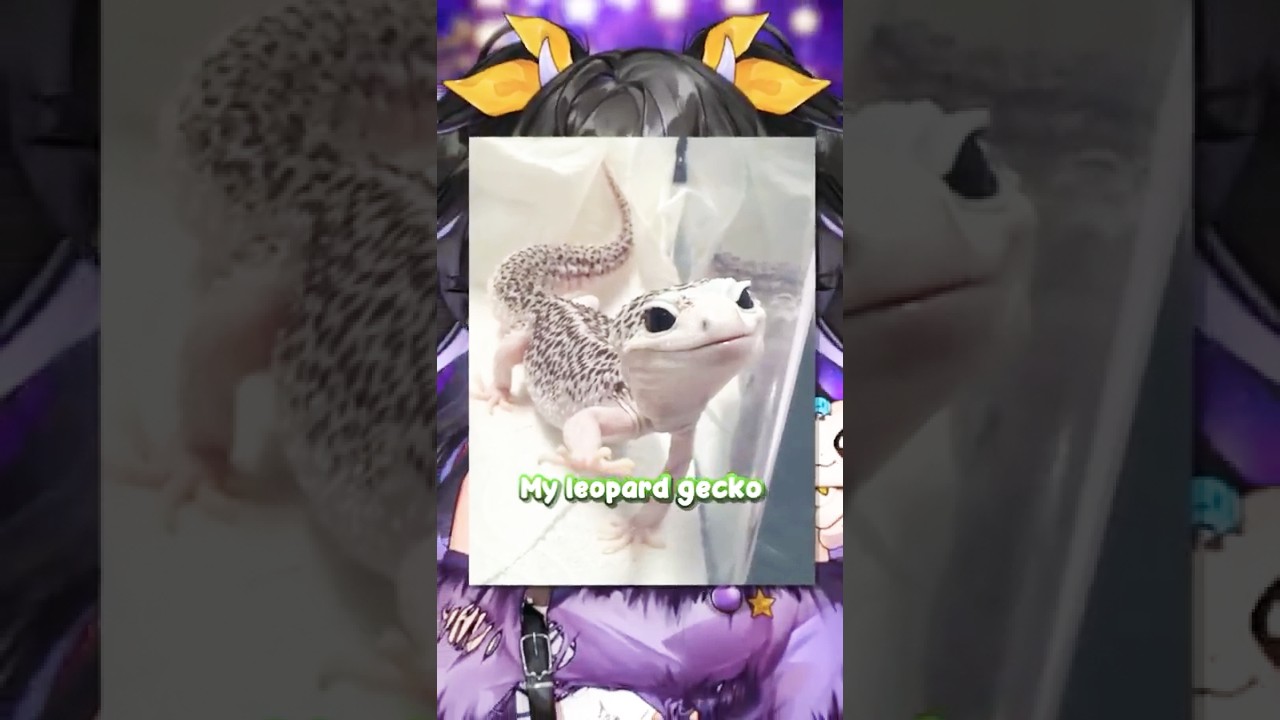 Please send LOVE to my sick gecko! 🤍🦎
