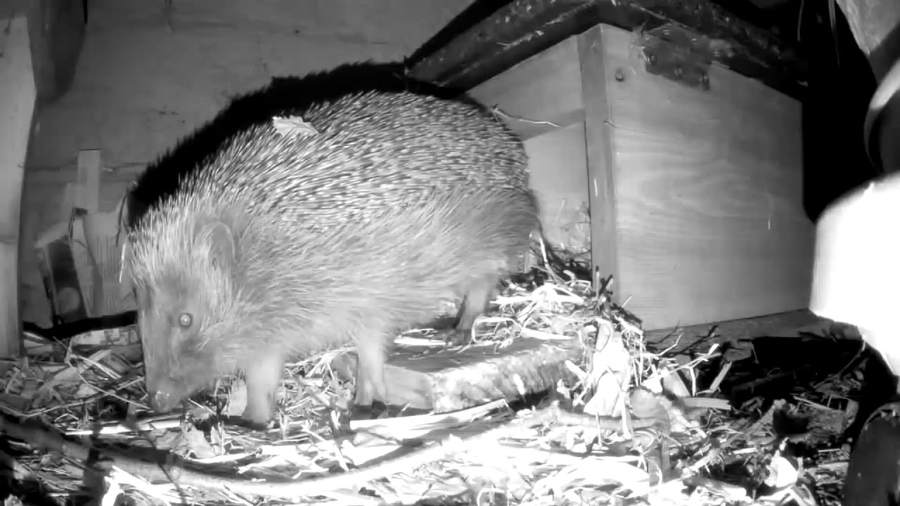 Hedgehog Street: Yawning hedgehogs