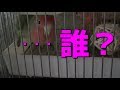 飼い主に3週間ぶりに会うコザクラインコの反応