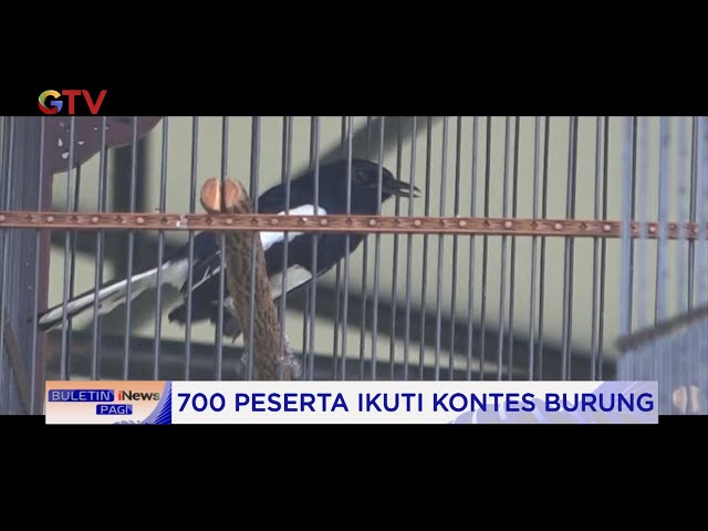 Ratusan Pecinta Burung Ikuti Lomba Burung Berkicau di Pekanbaru, Riau  #BuletiniNewsPagi 11/10 class=