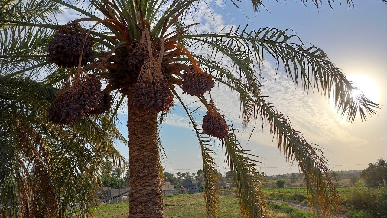 أجواء رائعه مع قصاص النخيل السلطاني