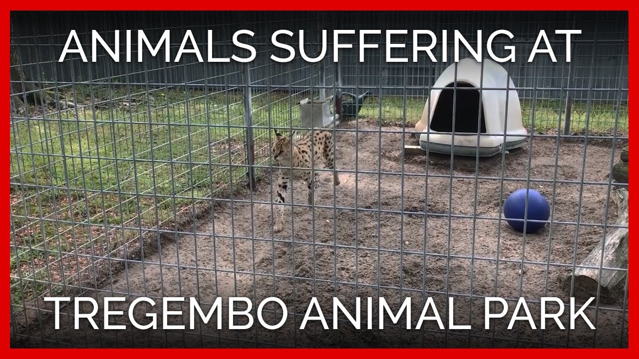 Animals Suffering at Tregembo Animal Park