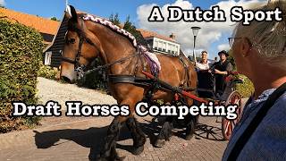 Dutch Draft Horses Competing In A Sport That Goes Back To Medieval Times.