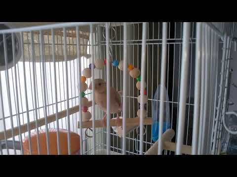 ブランコ大好きニコちゃんです　＃シナモン文鳥