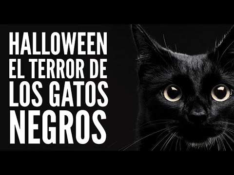 Video: Gatos Negros Y Adopción De Halloween