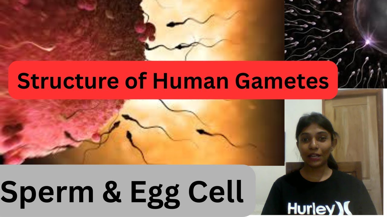 Human Sperm  and Egg Cell Structure