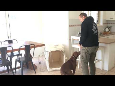 how-to-crate-train-your-dog-(stage-1)