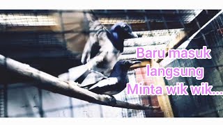 CARA MENGAWIN KAN KACER POLIGAMI 1 JANTAN 2 BETINA SISTEM CERAI||KACER KAWIN SISTIM CABUT JANTAN