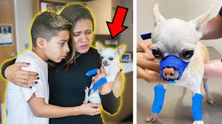 We RUSHED Our DOG To The HOSPITAL Again.. (PRAY FOR PRINCESA)  | The Royalty Family