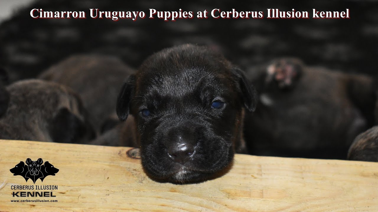 🐶 NEWBORN PUPPIES of Cimarron Uruguayo at Cerberus Illusion & piano playing