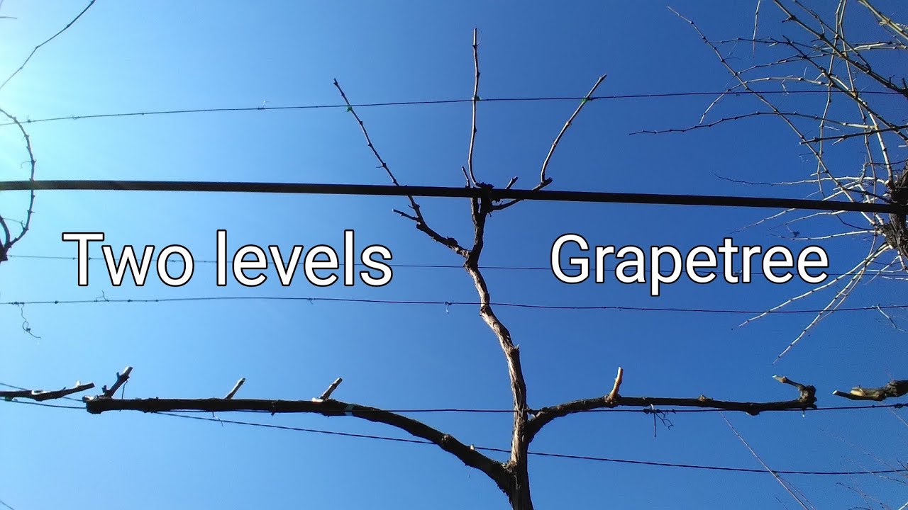 Обрезка двухэтажной беседки из лозы