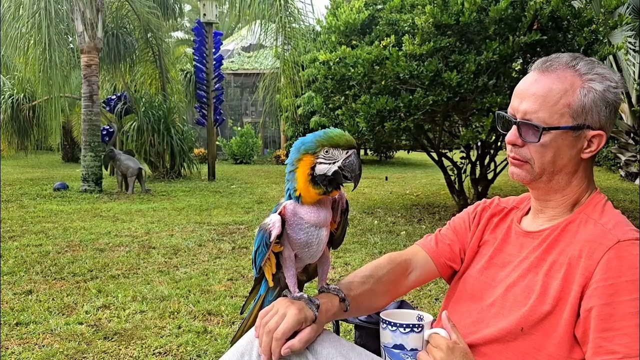Morning Coffee With Our Rescued Macaw | Tropical Avian Oasis 