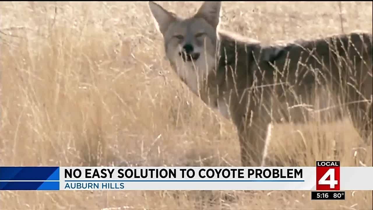 No easy solution to coyote problem in Auburn Hills