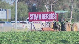 Strawberry season starts in California