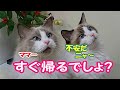 猫がつられて走るゴミ出しの朝 コハク君ハウル君 My cats is so restless in the morning of rubbish day.