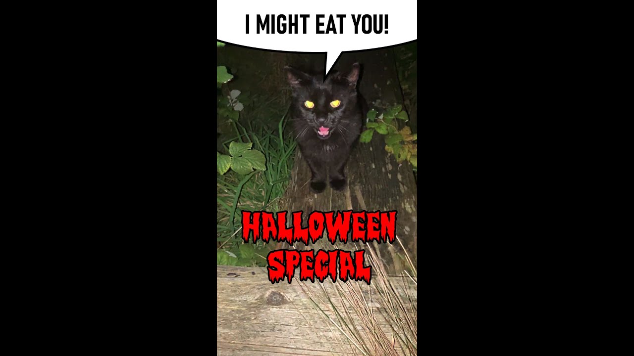 Dramatic cat walk: Evil spirit takes over black cat