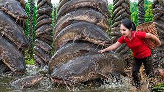 Full Catching Many Giant Tree-Trunk Catfish & Sell at Village Market | This Strange Fish Breeding on Tree News