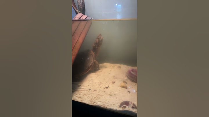 I put an aloe Vera in guapas tank