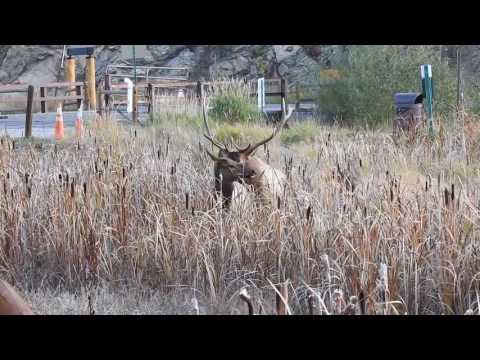 Bull elk mating cow