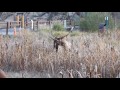 Bull elk mating cow