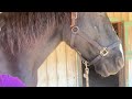 Trimming Hind Hooves Atlas