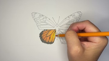 How to Draw a Monarch Butterfly | Step-by-Step Illustration