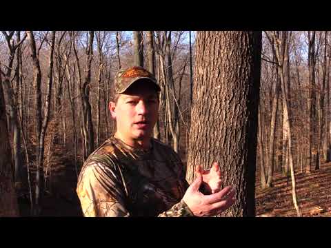 Tree ID -