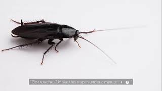 Roach Trap Using Just 2 Ingredients