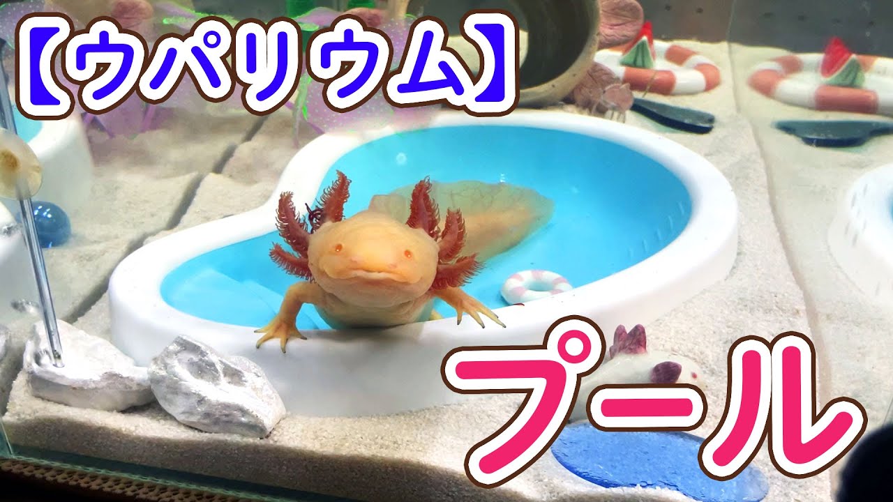 ウーパールーパー様 商品一覧 - うぱるぱ屋