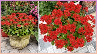 Let's do it this way! You will have a brilliant flower pot to decorate your house by Great Gardening 134,322 views 1 month ago 8 minutes, 26 seconds