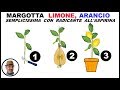 MARGOTTA LIMONE, ARANCIO e tutti gli AGRUMI