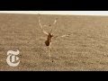 Tumbling Spider: Newly Discovered Species Flips Out of Danger | ScienceTake | The New York Times