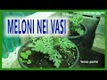 COLTIVARE LE ANGURIE E I MELONI NEI VASI  - IL TRAPIANTO E LE AVVERSE CONDIZIONI METEO - Parte  3