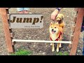 Shiba Inu Learns Gymnastics at Dog Park | Super Shiba