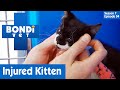 🐱 Small Kitten Is Injured | FULL EPISODE | S7E4 | Bondi Vet