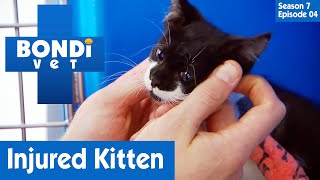 🐱 Small Kitten Is Injured | FULL EPISODE | S7E4 | Bondi Vet