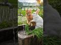#short viral video#AI ki video#tranding#cat  #marinemystery क्यूट कैट्स और बन्नी की दिल छू लेने वाली