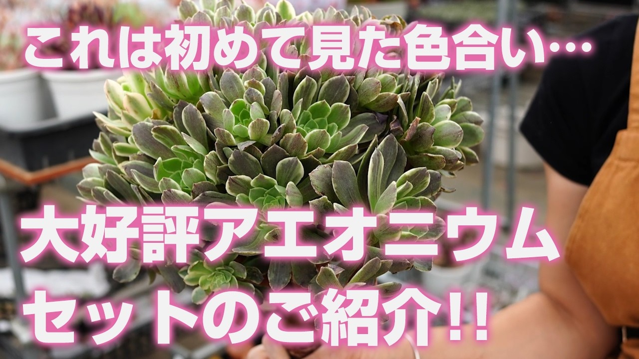 多肉植物】大好評!!アエオニウムセットのご紹介!!お見逃しなく
